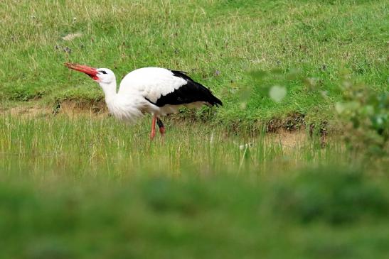 Weißstorch Wildpark Alte Fasanerie Klein Auheim 2021