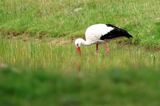 Weißstorch Wildpark Alte Fasanerie Klein Auheim 2021