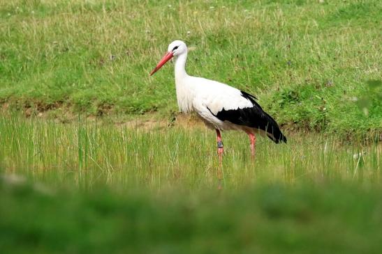 Weißstorch Wildpark Alte Fasanerie Klein Auheim 2021