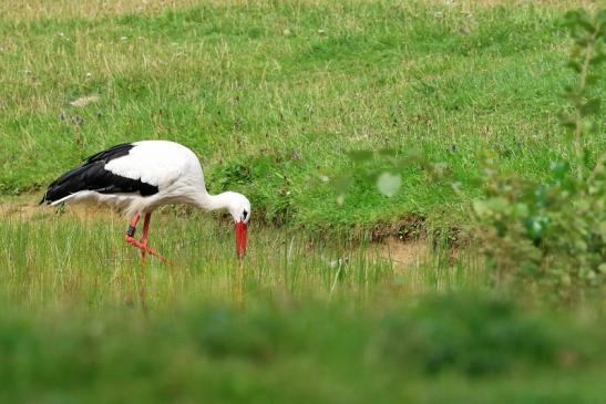 Weißstorch Wildpark Alte Fasanerie Klein Auheim 2021