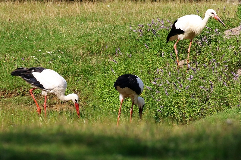 Weißstorch Wildpark Alte Fasanerie Klein Auheim 2021