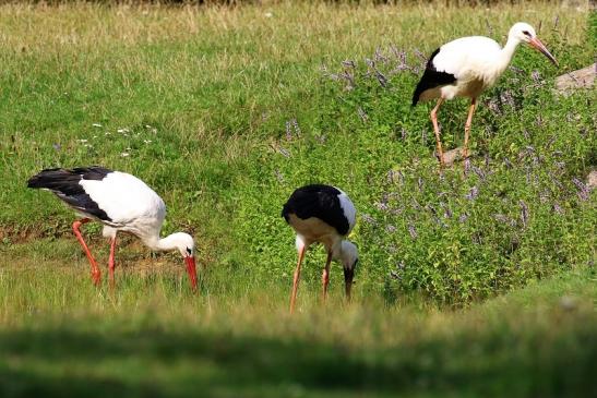 Weißstorch Wildpark Alte Fasanerie Klein Auheim 2021