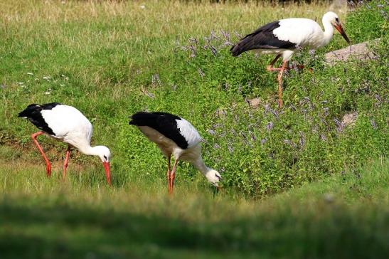 Weißstorch Wildpark Alte Fasanerie Klein Auheim 2021