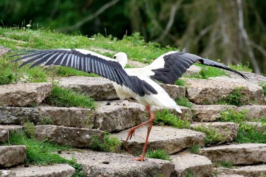 Weißstorch Wildpark Alte Fasanerie Klein Auheim 2021