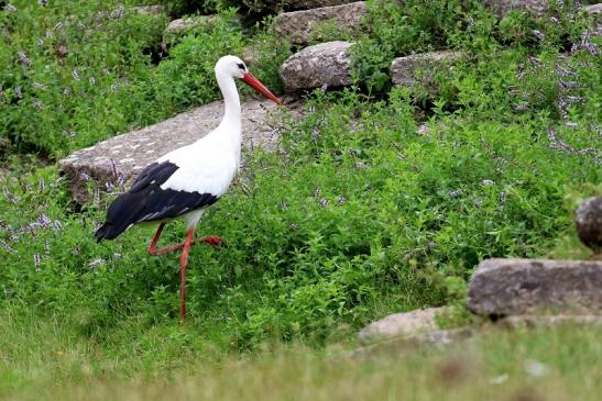 Weißstorch Wildpark Alte Fasanerie Klein Auheim 2021