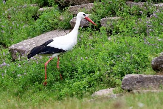 Weißstorch Wildpark Alte Fasanerie Klein Auheim 2021