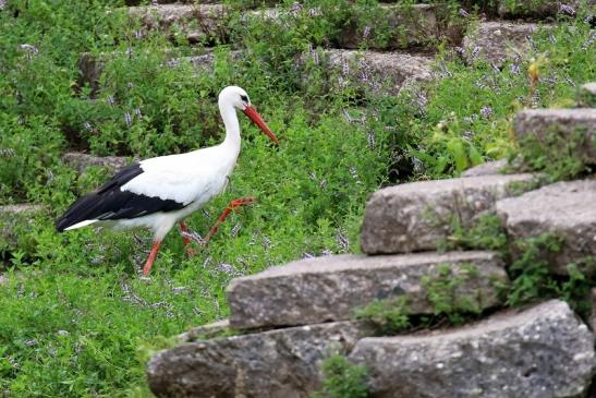 Weißstorch Wildpark Alte Fasanerie Klein Auheim 2021