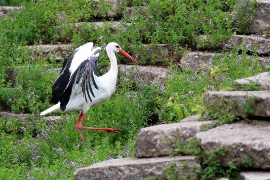 Weißstorch Wildpark Alte Fasanerie Klein Auheim 2021