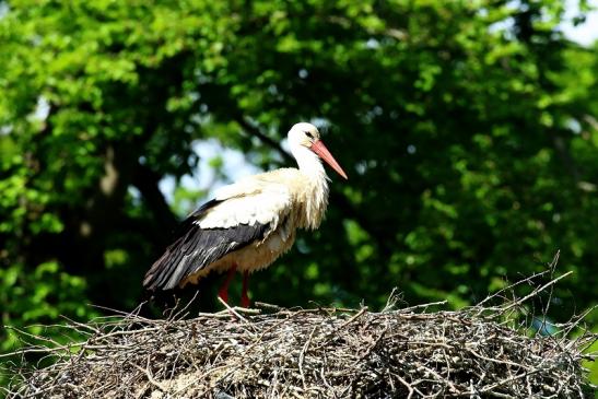 Weißstorch Wildpark Alte Fasanerie Klein Auheim 2022