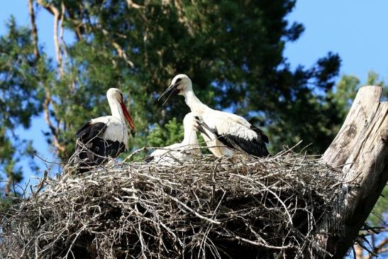 Weißstorch Wildpark Alte Fasanerie Klein Auheim 2023