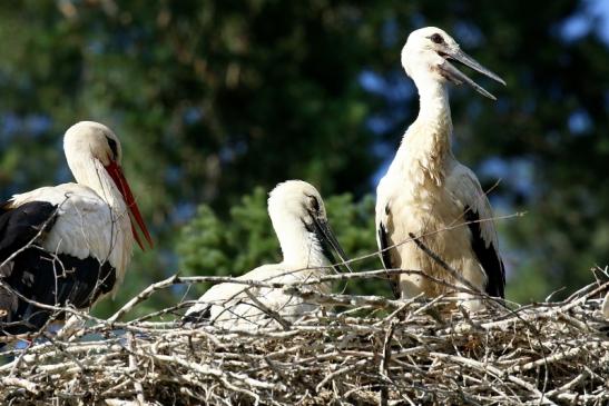 Weißstorch Wildpark Alte Fasanerie Klein Auheim 2023