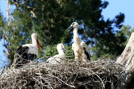 Weißstorch Wildpark Alte Fasanerie Klein Auheim 2023