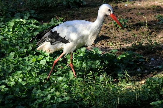 Weißstorch Zoo Vivarium Darmstadt 2012