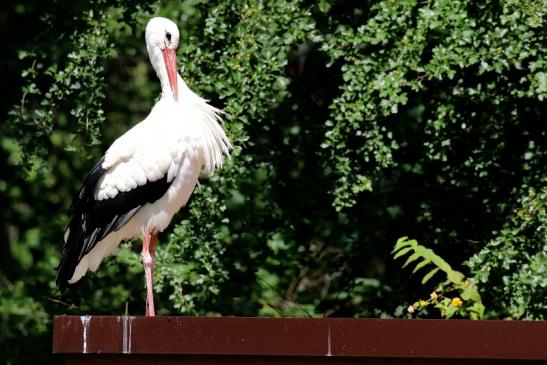 Weißstorch Zoo Vivarium Darmstadt 2019