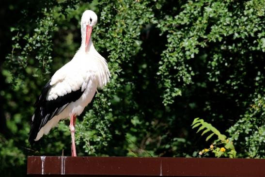 Weißstorch Zoo Vivarium Darmstadt 2019