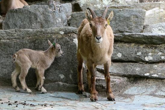 Westkaukasischer Tur Zoo Frankfurt am Main 2017 