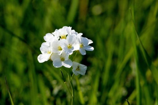 Wiesenschaumkraut Biotop Bingenheimer Ried Wetterau 2016