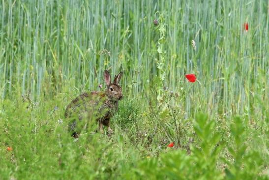 Wildkaninchen Naturschutzgebiet am Goldberg 2016