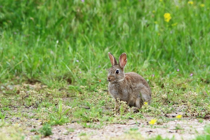 Wildkaninchen Naturschutzgebiet am Goldberg 2016