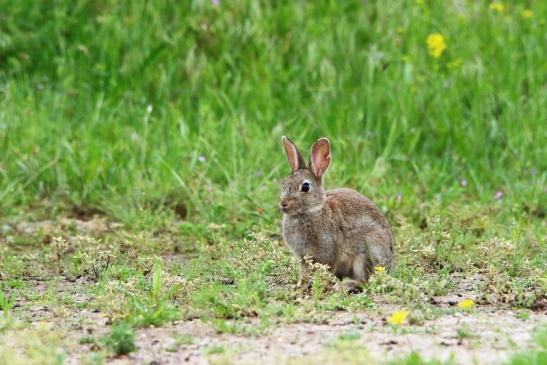 Wildkaninchen Naturschutzgebiet am Goldberg 2016