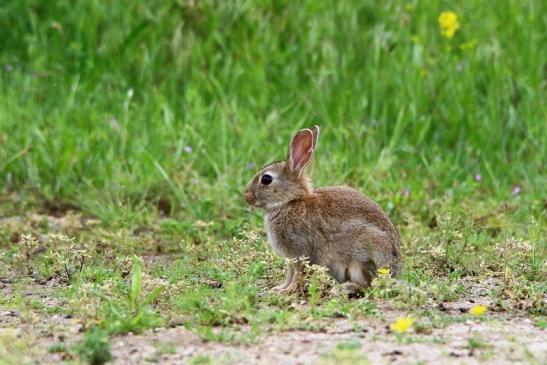 Wildkaninchen Scheunengelände Im Zwerggewann Heusenstamm 2016