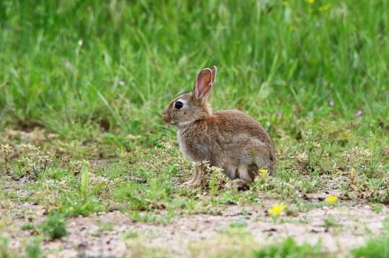 Wildkaninchen Naturschutzgebiet am Goldberg 2016