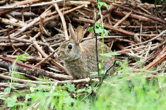 Wildkaninchen Naturschutzgebiet am Goldberg 2016