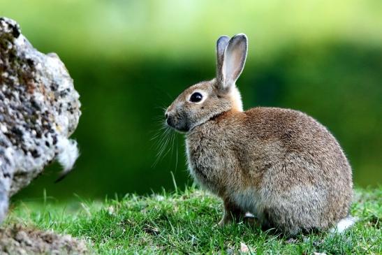 Wildkaninchen Opel Zoo Kronberg 2015