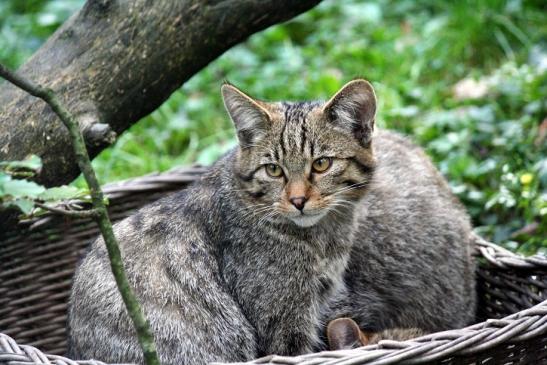 Europäische Wildkatze - Felis silvestris silvestris Opel Zoo Kronberg 2010