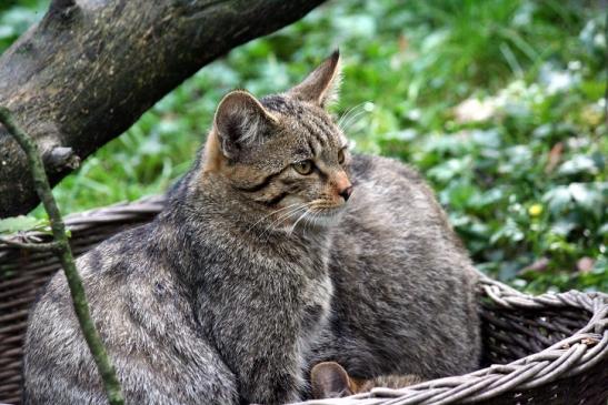 Europäische Wildkatze - Felis silvestris silvestris Opel Zoo Kronberg 2010