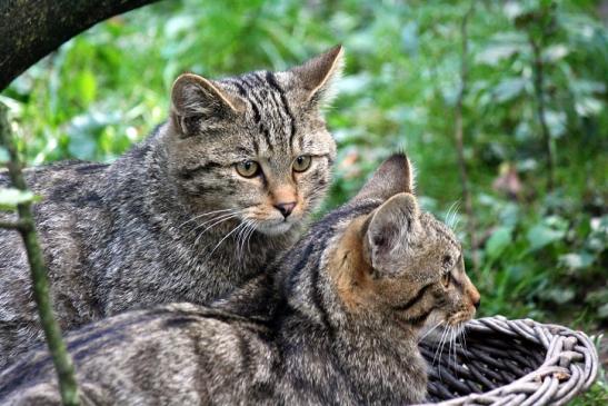 Europäische Wildkatze - Felis silvestris silvestris Opel Zoo Kronberg 2010