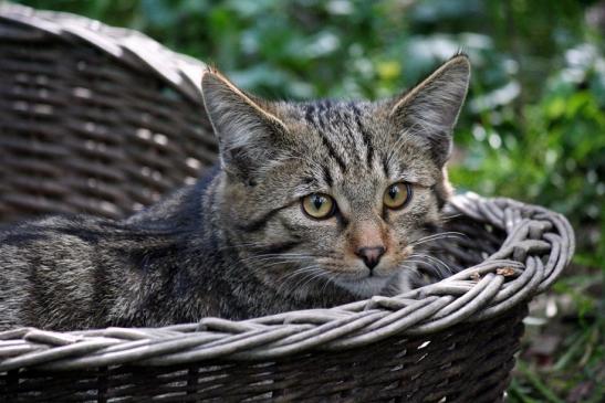 Europäische Wildkatze - Felis silvestris silvestris Opel Zoo Kronberg 2010