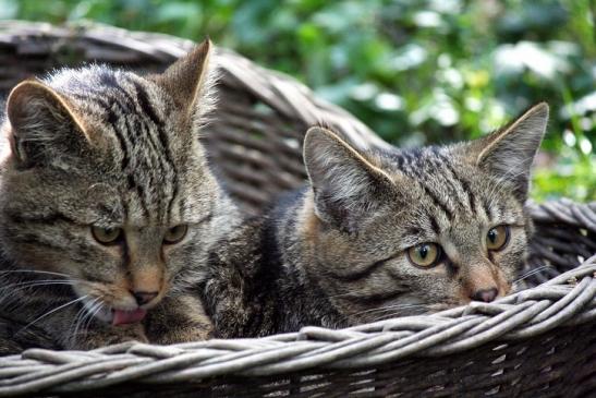 Europäische Wildkatze - Felis silvestris silvestris Opel Zoo Kronberg 2010