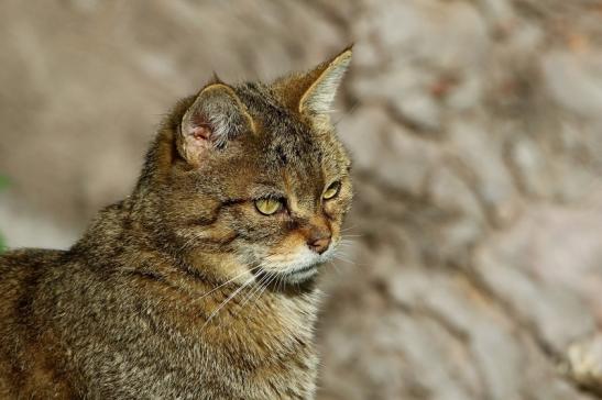 Europäische Wildkatze - Felis silvestris silvestris Wildpark Alte Fasanerie Klein Auheim 2015