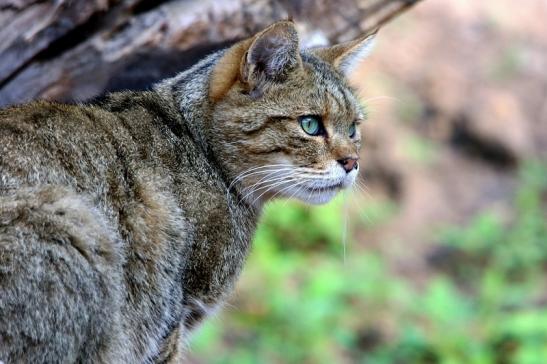 Europäische Wildkatze - Felis silvestris silvestris Wildpark Alte Fasanerie Klein Auheim 2015