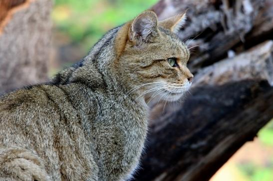 Europäische Wildkatze - Felis silvestris silvestris Wildpark Alte Fasanerie Klein Auheim 2015