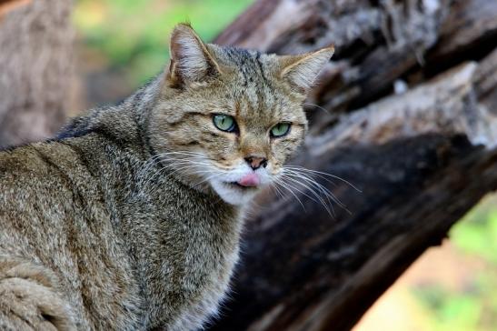 Europäische Wildkatze - Felis silvestris silvestris Wildpark Alte Fasanerie Klein Auheim 2015