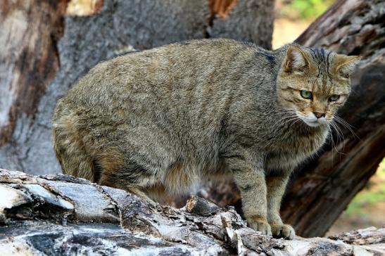 Europäische Wildkatze - Felis silvestris silvestris Wildpark Alte Fasanerie Klein Auheim 2015