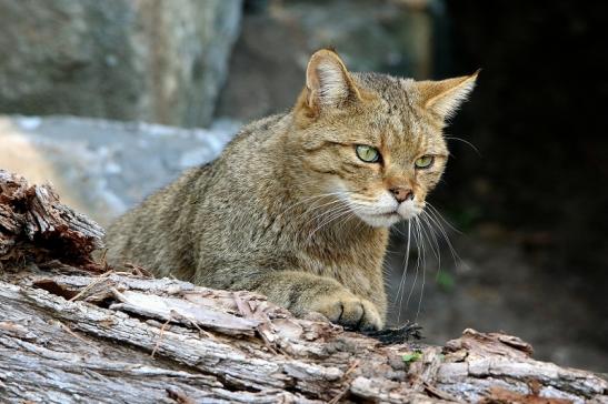 Europäische Wildkatze - Felis silvestris silvestris Wildpark Alte Fasanerie Klein Auheim 2015