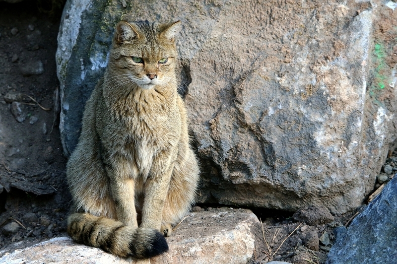 Europäische Wildkatze - Felis silvestris silvestris Wildpark Alte Fasanerie Klein Auheim 2015