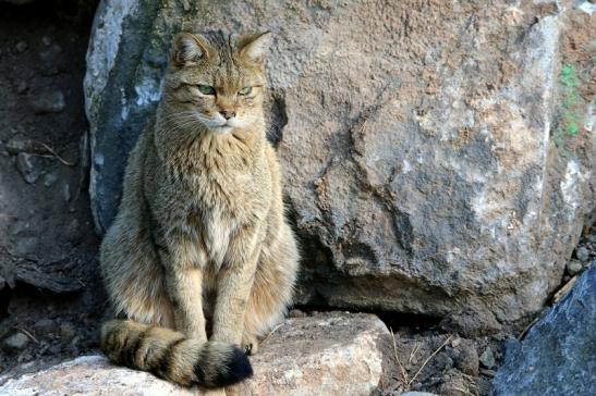 Europäische Wildkatze - Felis silvestris silvestris Wildpark Alte Fasanerie Klein Auheim 2015