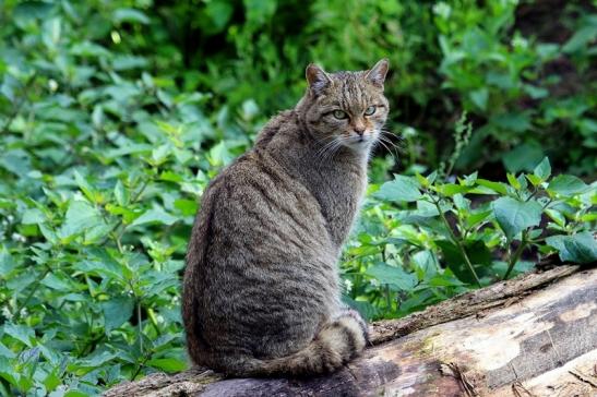 Europäische Wildkatze - Felis silvestris silvestris Wildpark Alte Fasanerie Klein Auheim 2015