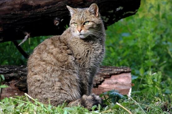 Europäische Wildkatze - Felis silvestris silvestris Wildpark Alte Fasanerie Klein Auheim 2015