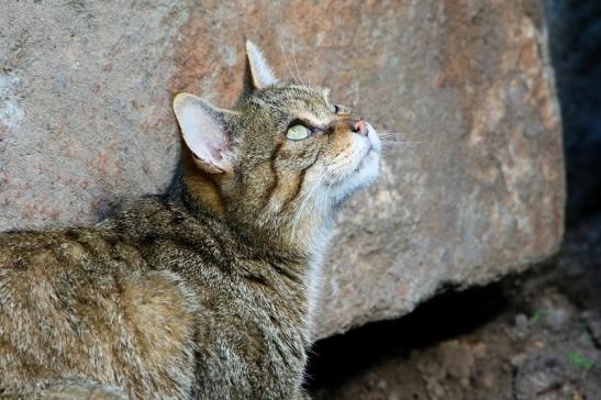 Europäische Wildkatze - Felis silvestris silvestris Wildpark Alte Fasanerie Klein Auheim 2015