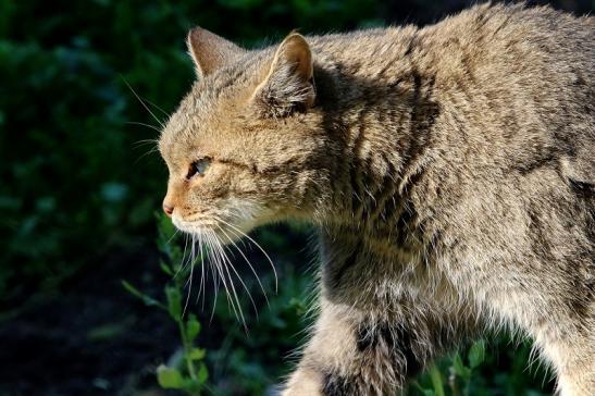 Europäische Wildkatze - Felis silvestris silvestris Wildpark Alte Fasanerie Klein Auheim 2015