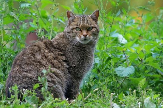 Europäische Wildkatze - Felis silvestris silvestris Wildpark Alte Fasanerie Klein Auheim 2015