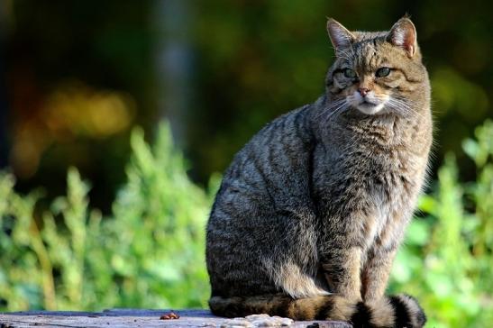 Europäische Wildkatze - Felis silvestris silvestris Wildpark Alte Fasanerie Klein Auheim 2015