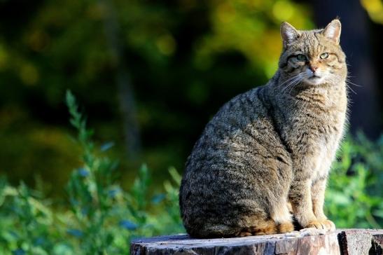 Europäische Wildkatze - Felis silvestris silvestris Wildpark Alte Fasanerie Klein Auheim 2015