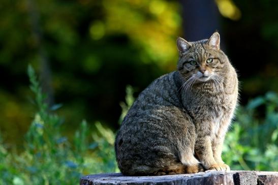 Europäische Wildkatze - Felis silvestris silvestris Wildpark Alte Fasanerie Klein Auheim 2015