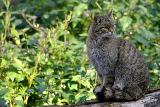 Europäische Wildkatze - Felis silvestris silvestris Wildpark Alte Fasanerie Klein Auheim 2015